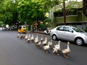 2ND PRIZE.OPEN-UNUSUAL MADRAS-Geese taking a stroll .-FABIOLA JACOB