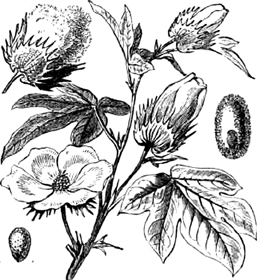 shrub-cotton