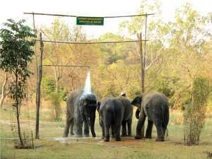 elephant-shower