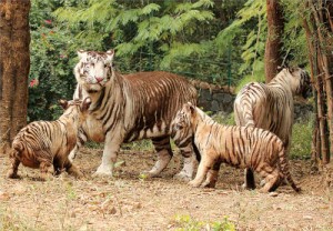the-white-tigress