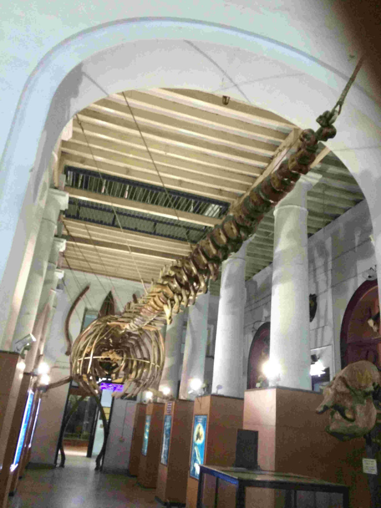 The skeleton of a whale