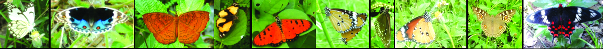 Butterflies arranged copy