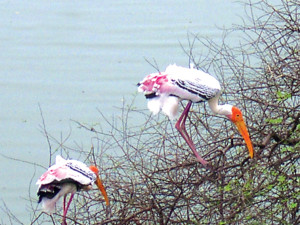 Page 5 Painted Stork