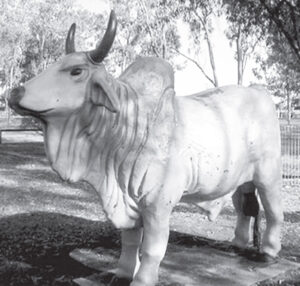 A memorial for the Brahman bull in Mareeba (Queensland, 1996) celebrating the success of this breed in Australia in revolutionizing beef production (Note: The first consignment of Brahmin cattle arrived in Northern Queensland in 1933 from America.
