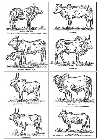 Phenotypic variations of selected breeds among southern Indian Bos indicus from Shortt (1889).