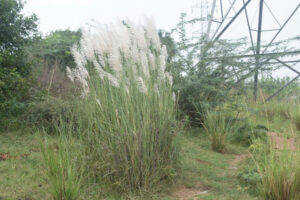 wild-sugarcane